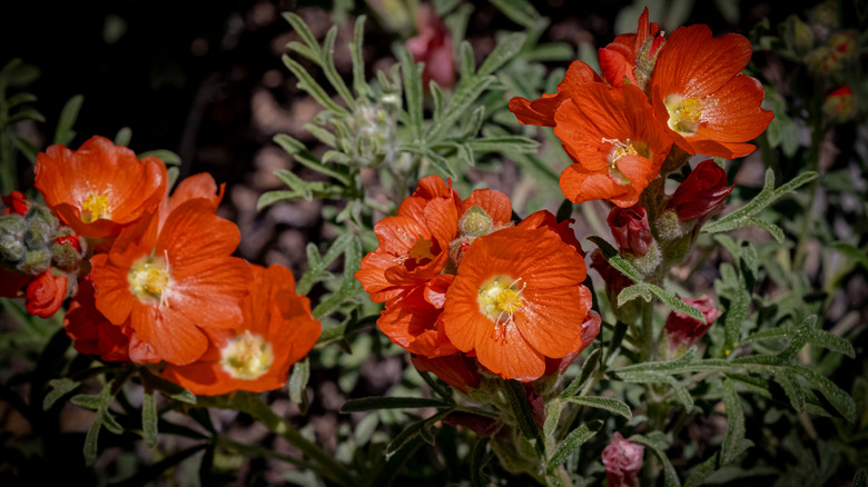 Globemallow with reddish orange blooms