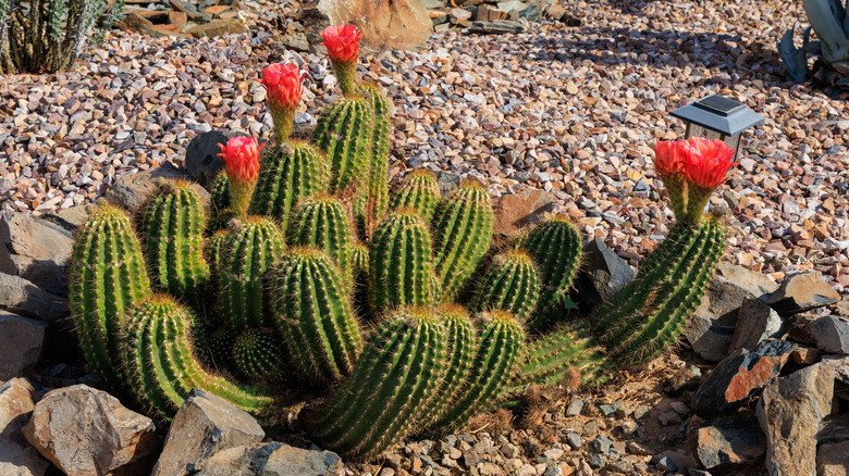 Blooming hedgehog cactus