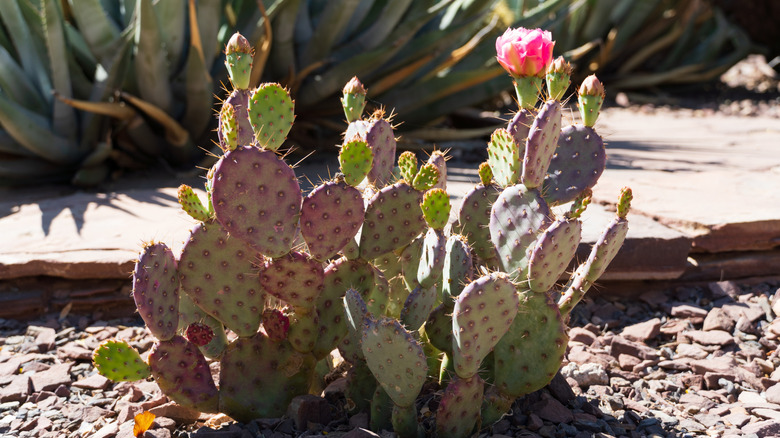 Prickly pear cactus