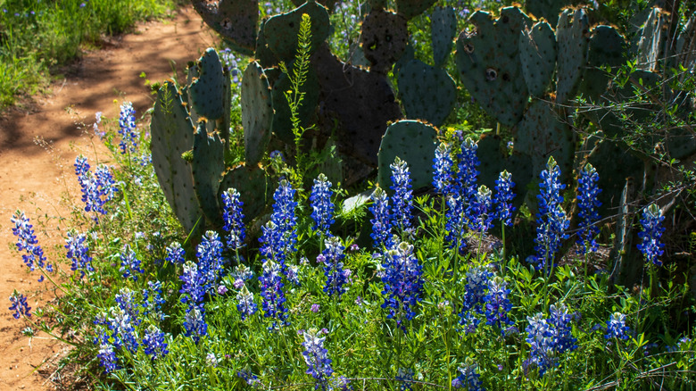 Texas bluebonnet lupine with prickly pear cactus