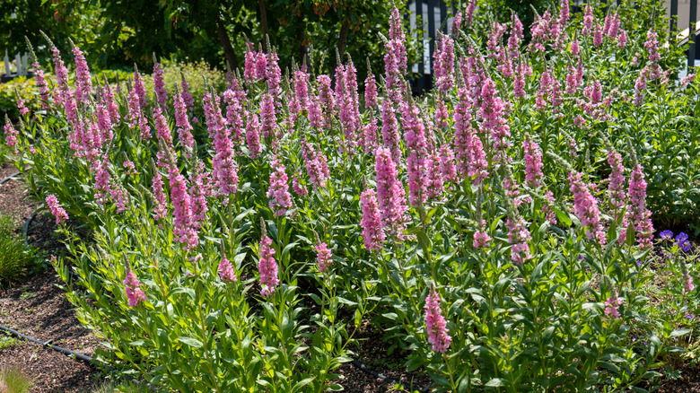 Penstemon flowers with spikes of pink blooms