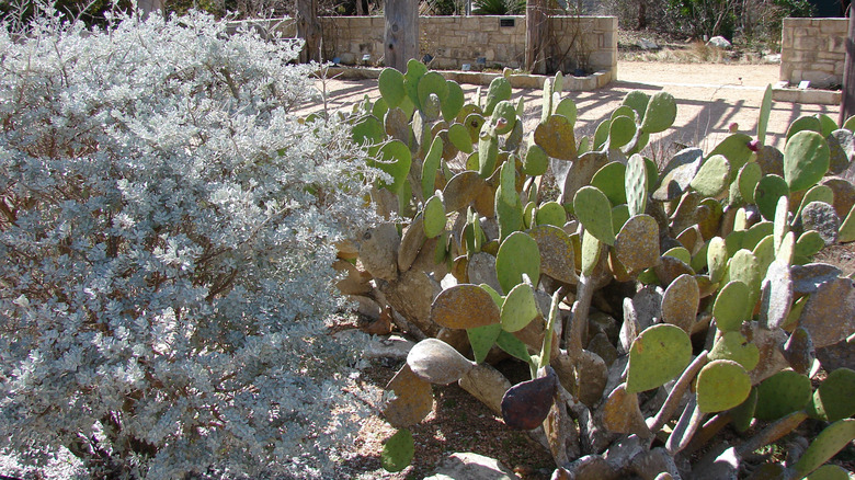 Sagebrush and prickly pear cacti