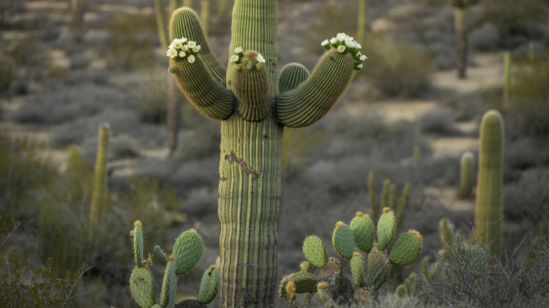 Prickly pear and saguaro cacti growing together