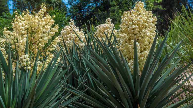 Yucca plants in flower