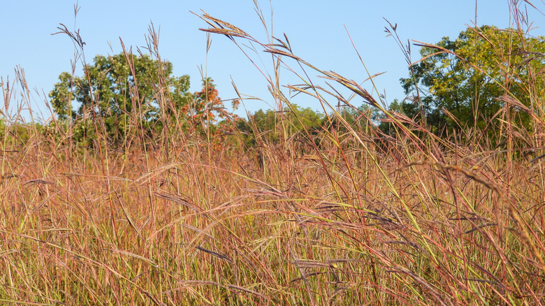 A field full of big bluestem grass