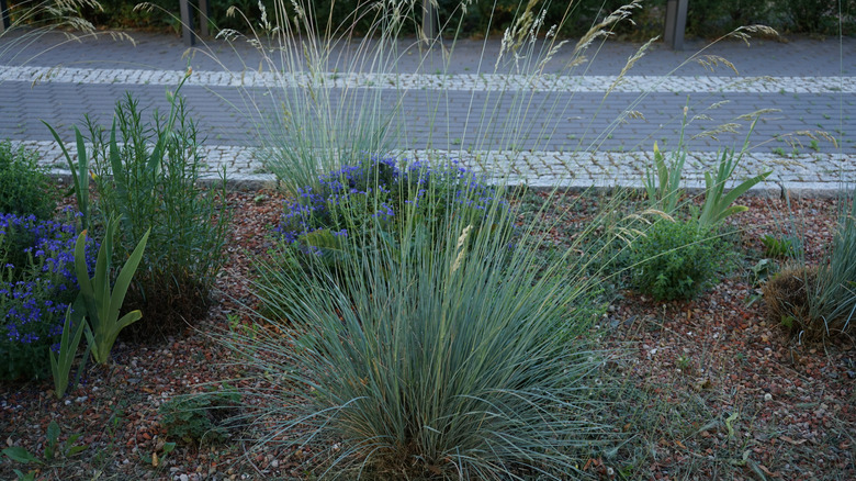 A clump of blue oat grass growing in a plant border
