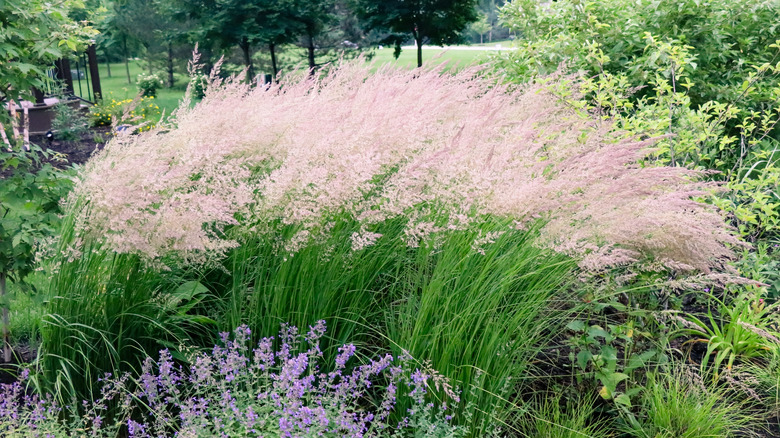 Feather reed grass 'Karl Foerster' planted in a bed with other flowers