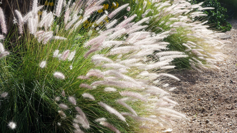 Two clumps of fountain grass growing along a garden border