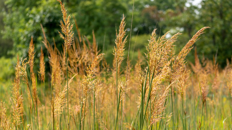 A close-up of the plumes of Indiangrass