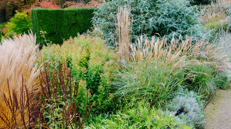A garden border filled with many different ornamental grasses