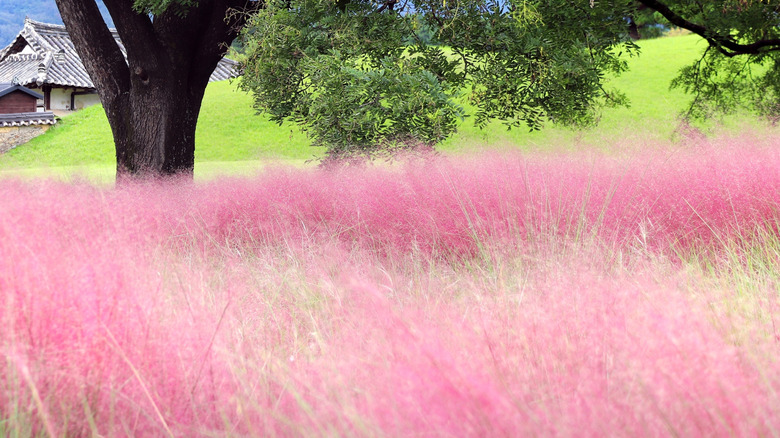 A large swath of pink muhly grass planted in a field with a tree and house in the background
