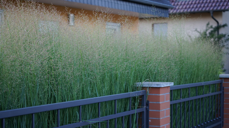 A dense clump of switchgrass planted along a fenceline