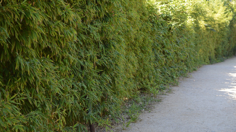 A long, tall hedge of umbrella bamboo that provides dense screening