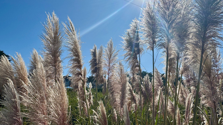 Light shining through pampas grass