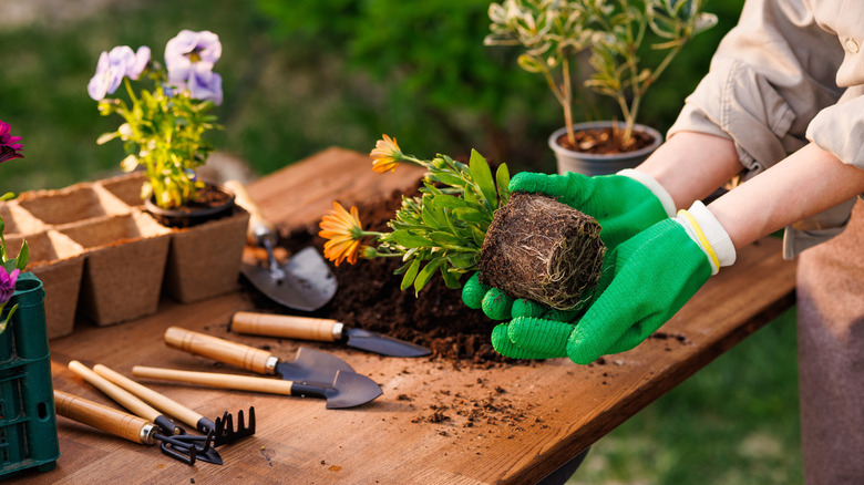 Gardener holding an unpotted plant next to table with garden tools