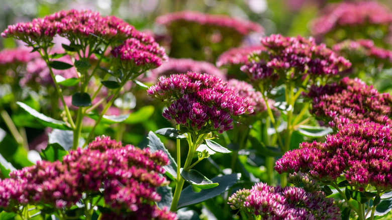 Autumn Joy sedum in bloom