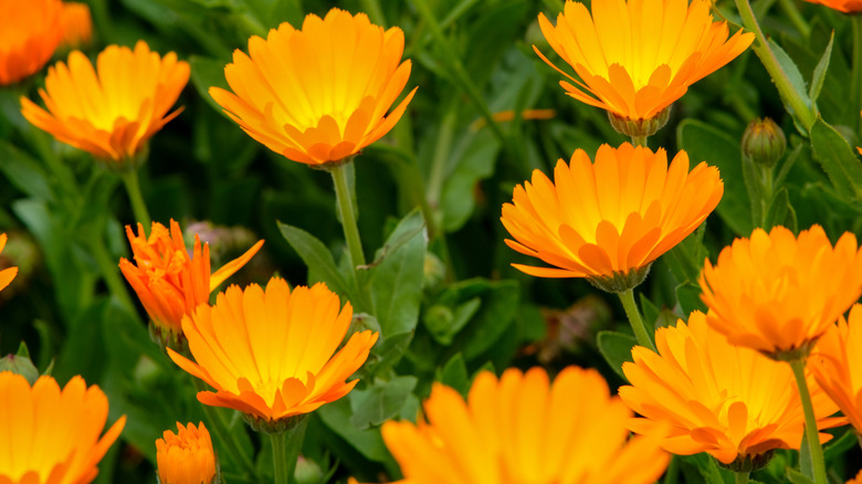 Orange, cup-shaped calendulas blooming
