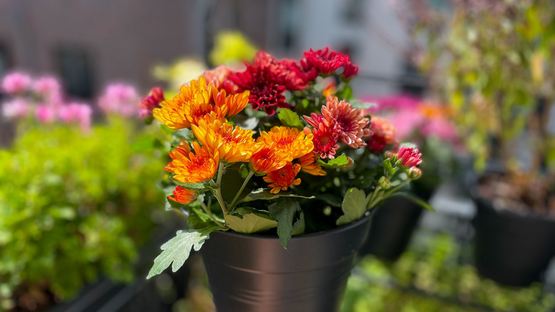 Red and orange chrysanthemums in a pot on a balcony