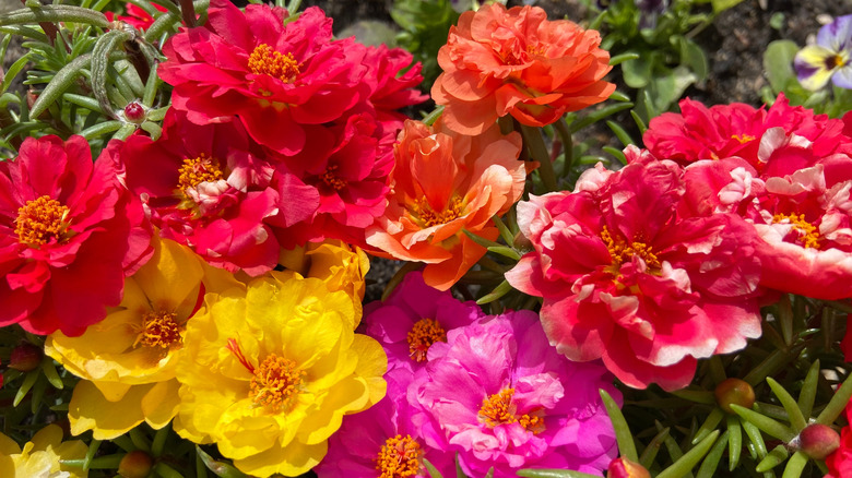 Close up of yellow, pink, and orange moss roses in bloom