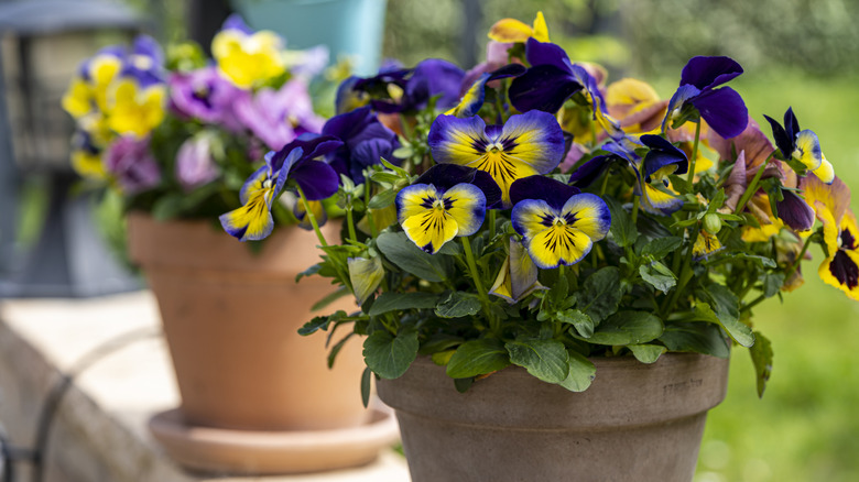 Pansies in a pot blooming