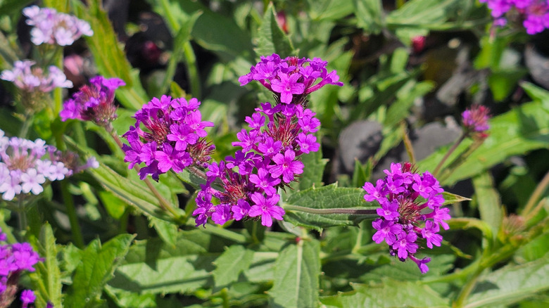 Close up of purple verbena blooms