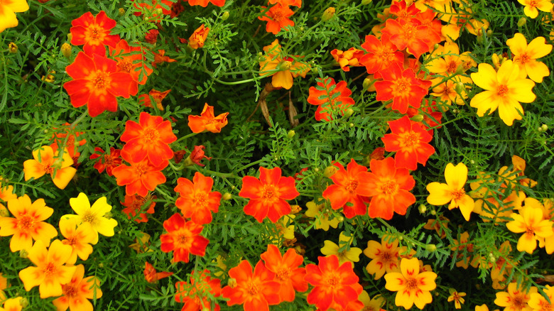 Red orange and yellow signet marigolds