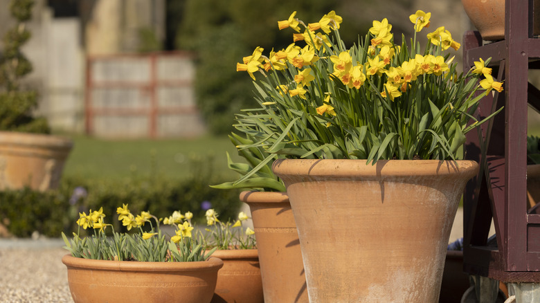 Yellow blooming daffodils in terra cotta pot
