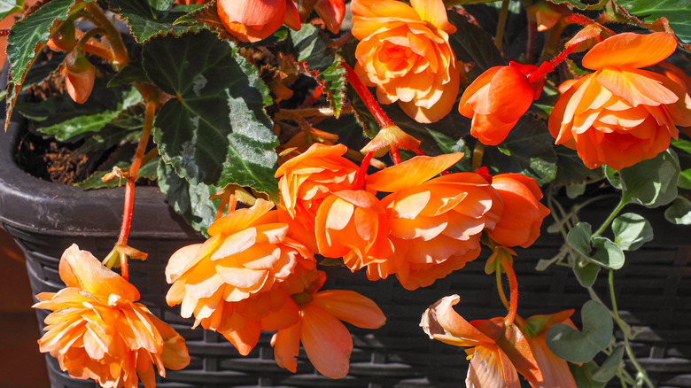 Orange double begonias blooming in a pot