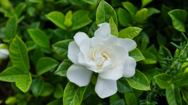 A white gardenia flower