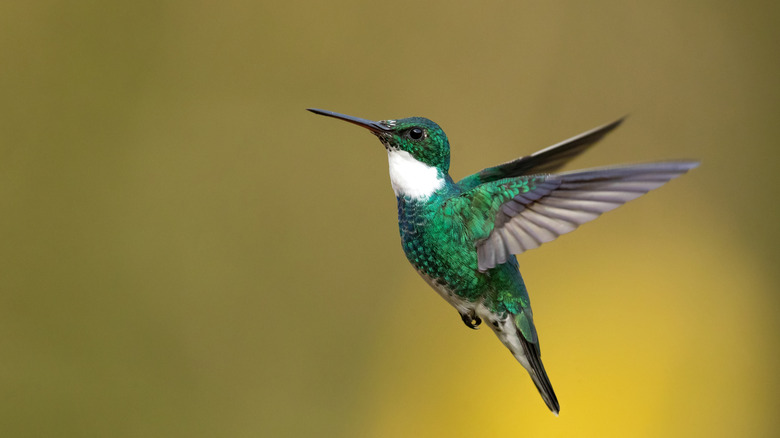 A green hummingbird hovering in the air