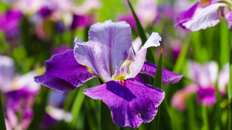 A purple iris up close