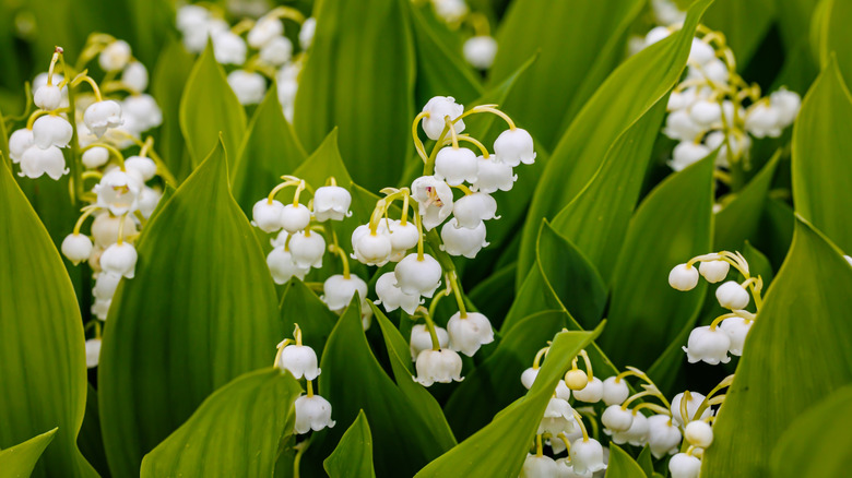 Lily-of-the-valley flowers blooming