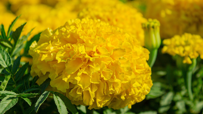 A close-up shot of a dense yellow marigold