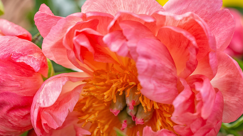 A large blooming pink peony
