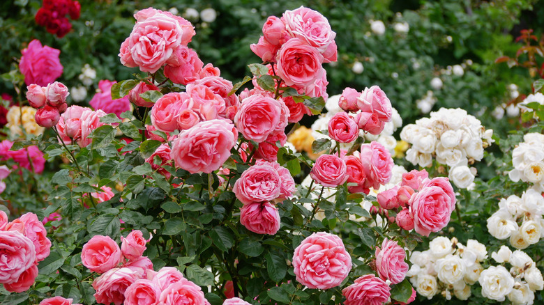 White and pink roses on a bush