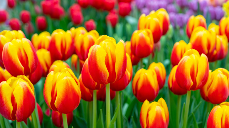 Red and yellow tulip plants