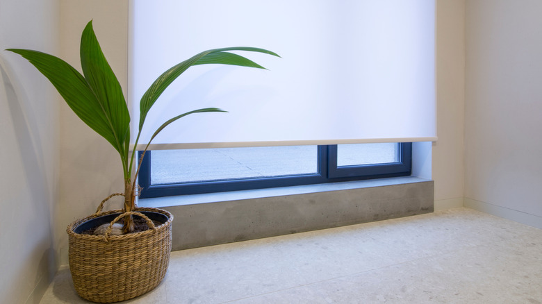 Window with a cordless white shade next to a potted plant