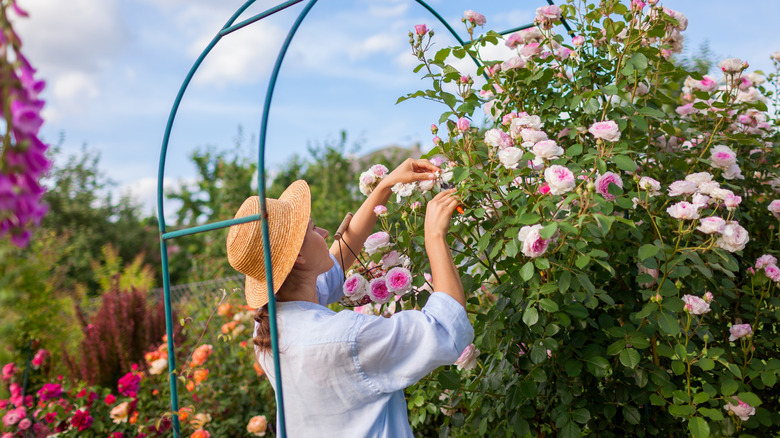 A woman wearing a straw hat deadheads roses growing on an archway.