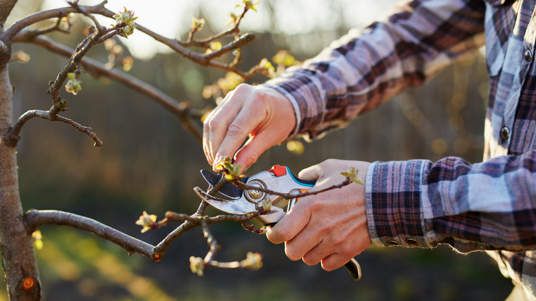 A person in a blue plaid shirt prunes a small tree in spring using shears.