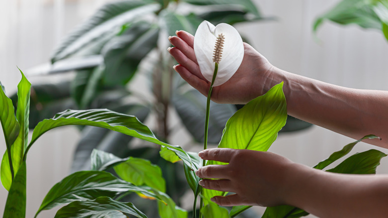 Person holding the flower of a peace lily