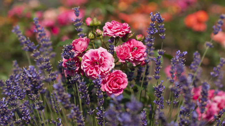 pink rose and lavender plants
