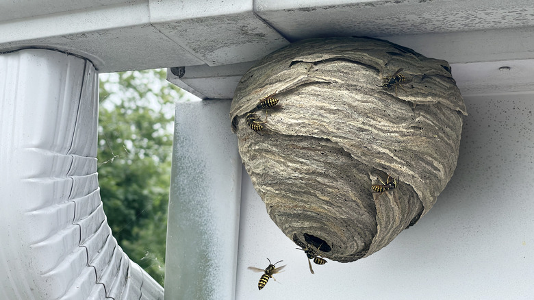 wasp nest under gutter