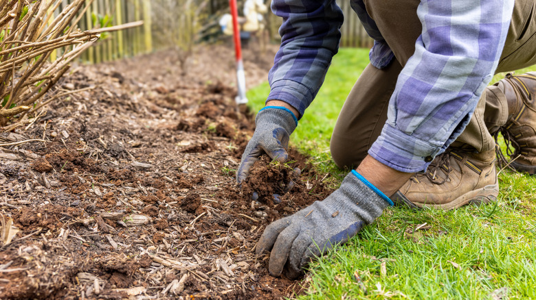 Adding mulch to a garden bed