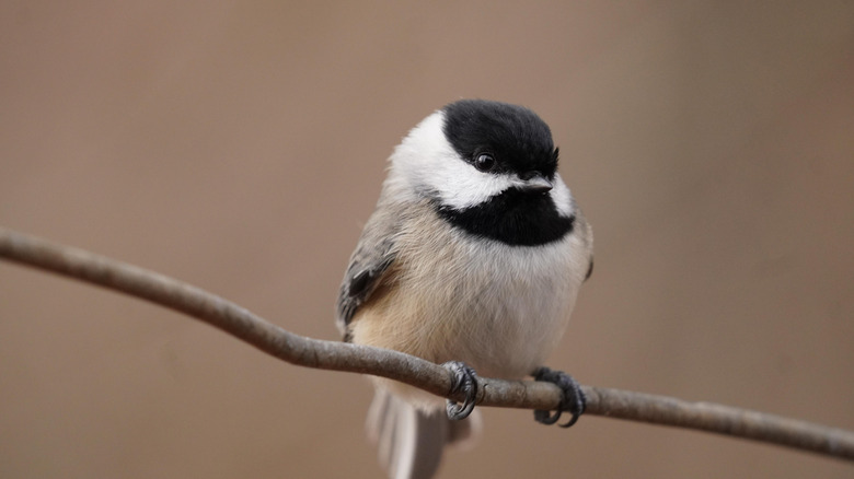 Black-capped chickadee sitting on tree branch