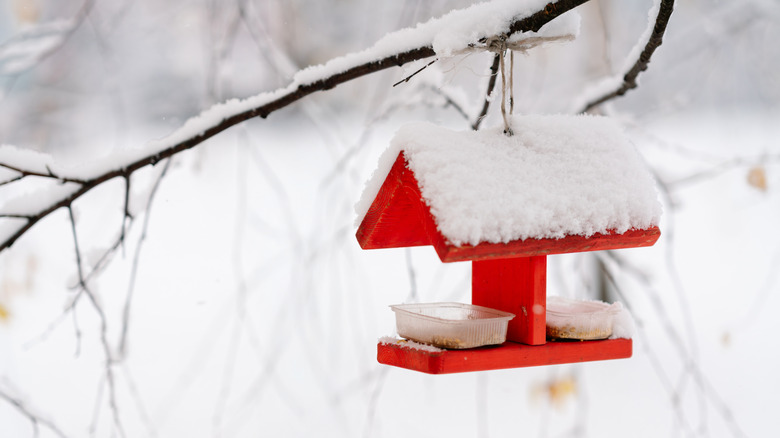 An empty red bird feeder hanging from a snow-coated branch