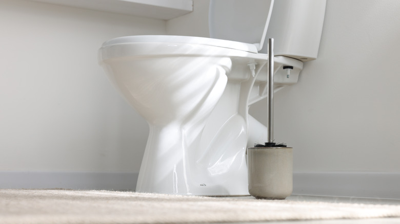 Ant's-eye view of a toilet