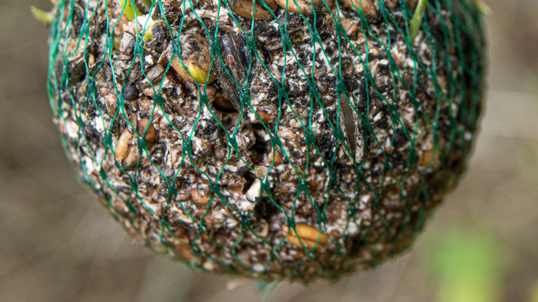 Mold Growing on Bird Feeder Surface