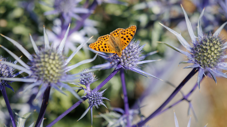 Butterfly on a sea holly