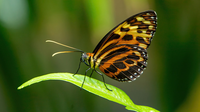 A butterfly sitting on a leaf