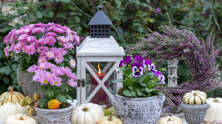 autumn arrangement with purple flowers, a lantern candle, and pumpkins
